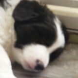 Foto van carla en Buddy