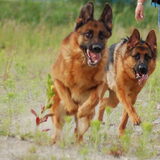 eigen fok van kennel v/d ossenstal