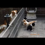 Foto van Lucia, Lizzy & Ziva