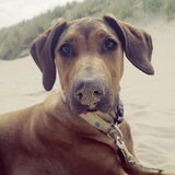 Rennen op het strand en een dikke zandneus krijgen...oh zo leuk
