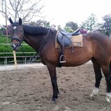 Foto van Hannah & Bink† en Beertje