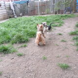 Foto van Muis,Vera, Papadopoulos, Odette, Annabelle en Ciska (Terra+, Dinky+, Saltarin+, Sam+, Zara+, Paco+)