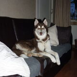 Foto van Martine, Bailey en Jaika