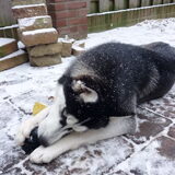Foto van Martine, Bailey en Jaika