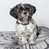 Foto van Ria Vincent R.I.P.Vienna en Diego