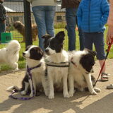 Foto van Shauni  *Sky~Jinx~Sansa~Hypno*