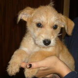 Brammetje hebben we geadopteerd via org. arca noah in spanje…