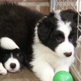 Foto van carla en Buddy