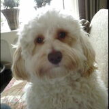 billie 16 maanden een mini labradoodle