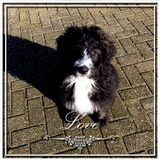Dit is Jack kruising bernersene x bouvier