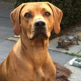 Jools, mijn blije Rhodesian Ridgeback