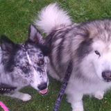 Charlie & Hailey, dag van de hond 2016