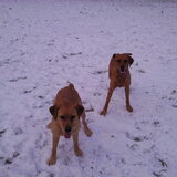 Bella en beau wachten op bal!
