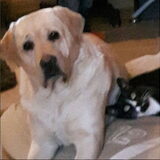 Buffy en Jinx standje "eten"