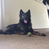 Foto van thebarkingstars
