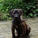 Foto van Roxiejh*Angel*Liv