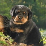 Ice From House Hertog als pup van 7 weken