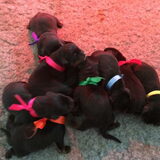 Puppies Lili vom Aratoamin & Jalo Moserbear