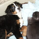 Foto van Lisa & doggs
