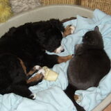 Foto van Lisa & doggs