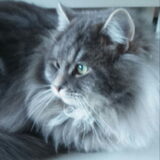 Foto van Maggie