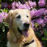 Foto van Wilma en Dobby (RIP)