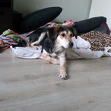 Foto van Rosanja