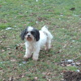 Foto van liesbeth,Turbo,Luna, Levi en Faith