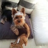 Foto van Fem & Joey