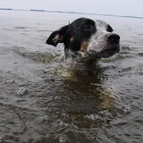 bambi als waterrat