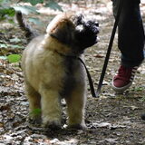 Foto van Baloe