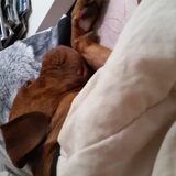 Foto van Michelle, baasje van Scotty en kater Charlie †