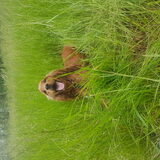 Foto van Rachelle & Hummie