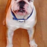 Dit was onze rocky hij is 12 geworden