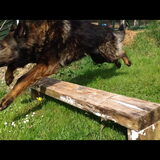 Foto van thebarkingstars
