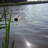 Foto van Ciska en Spanjaardje Moh (Bambi r.i.p.)