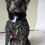 Foto van Ciska en Spanjaardje Moh (Bambi r.i.p.)