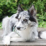 Foto van Angelique; Bruno, Charlie & Fenna
