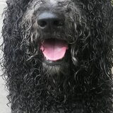 Foto van sylvia