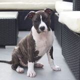 Hallo, Onze kleine lotus ook hier volgen nog actuele foto's. Ik schat…