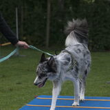 Foto van Angelique; Bruno, Charlie & Fenna