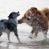 Foto van Angelique; Bruno, Charlie & Fenna
