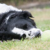 Foto van Angelique; Bruno, Charlie & Fenna