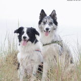 Bruno & Charlie in Callantsoog!