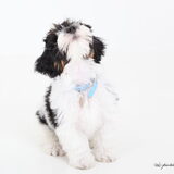 Foto van Marianne Zafiro  R.I.P,Keanu en Jax