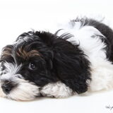 Foto van Marianne Zafiro  R.I.P,Keanu en Jax