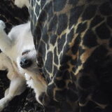 Romeo in diepe slaap.