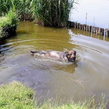 Numa, elke dag, maar dasn ook elke dag zal en moest hij het water in…