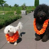 Foto van sylvia