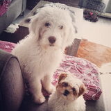 Teddy & Oscar